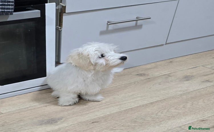 Maltese dogs - Advert 13