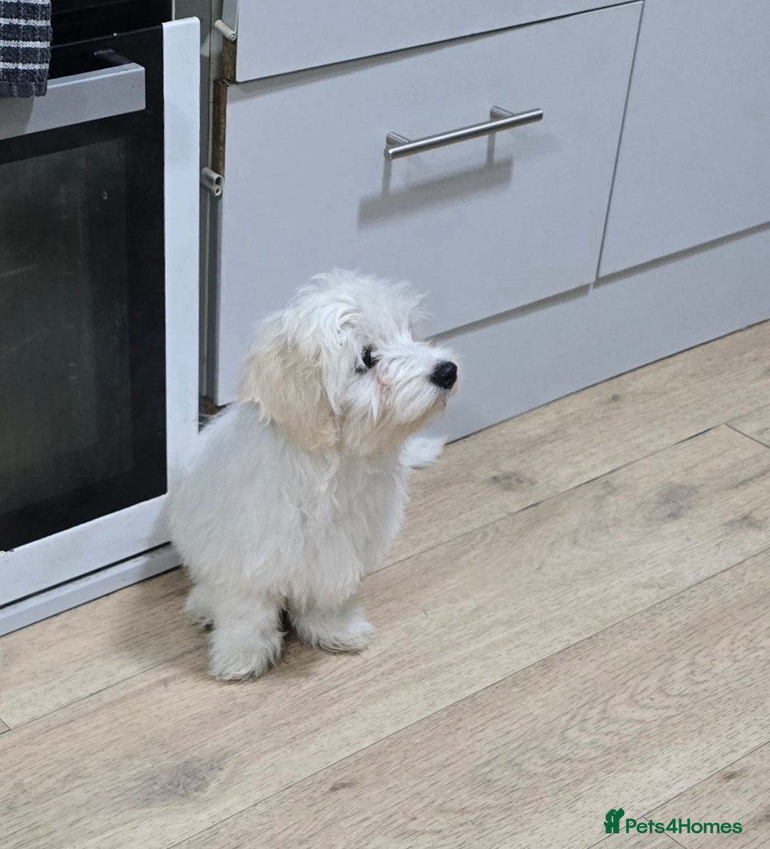 Maltese dogs for sale: Lovely maltese ready to go - Image 1