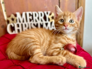 Mixed Breed cats Kittens from half Siamese mum - Advert 1