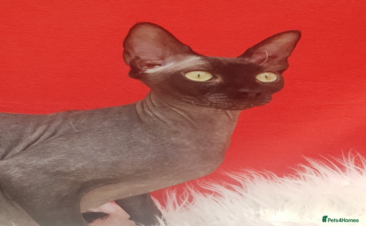 Sphynx cats in Maidstone - Advert 5