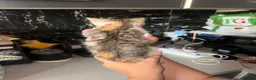 British Shorthair cats for sale: Tortoise Shell Female Kitten - 10 Weeks for Sale - Advert 8