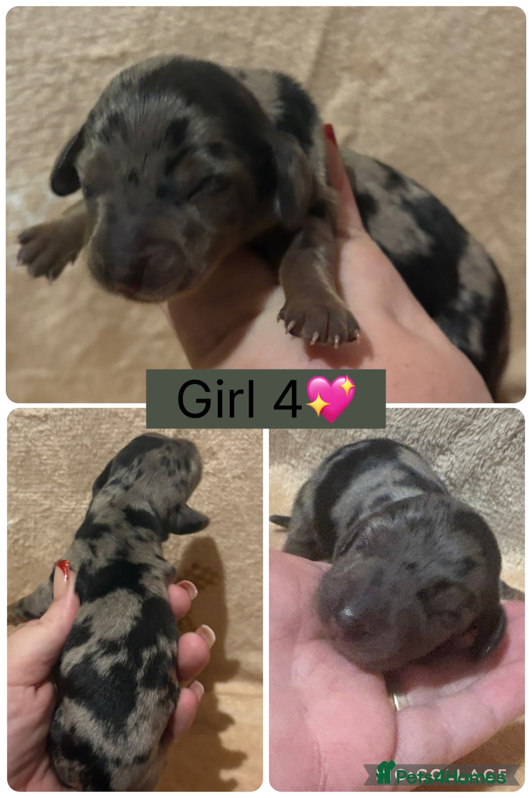 Miniature Dachshund dogs for sale: one girl miniature dachshund  - Advert 8