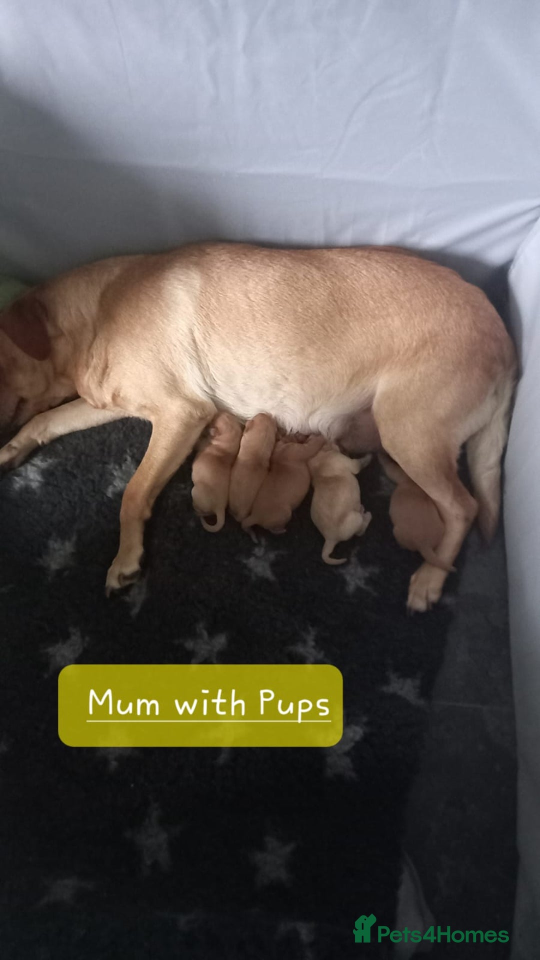 Labrador Retriever dogs for sale:  Labrador Puppies  - Advert 3