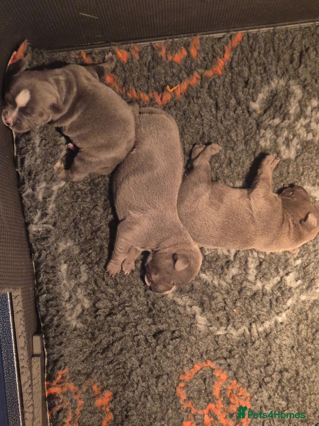 Staffordshire Bull Terrier dogs for sale: Blue Staffordshire Bull Terrier puppies  - Advert 9
