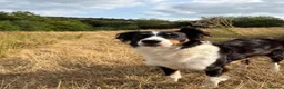 Border Collie dogs for sale: Health tested border collie puppies  - Advert 1