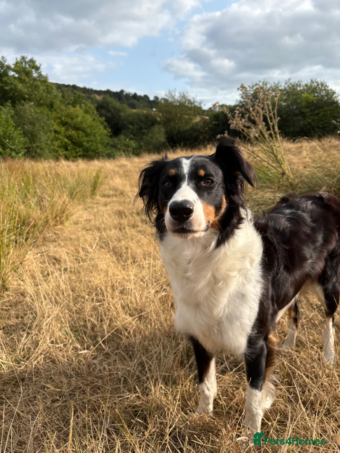Border Collie dogs for sale: Health tested border collie puppies  - Advert 1