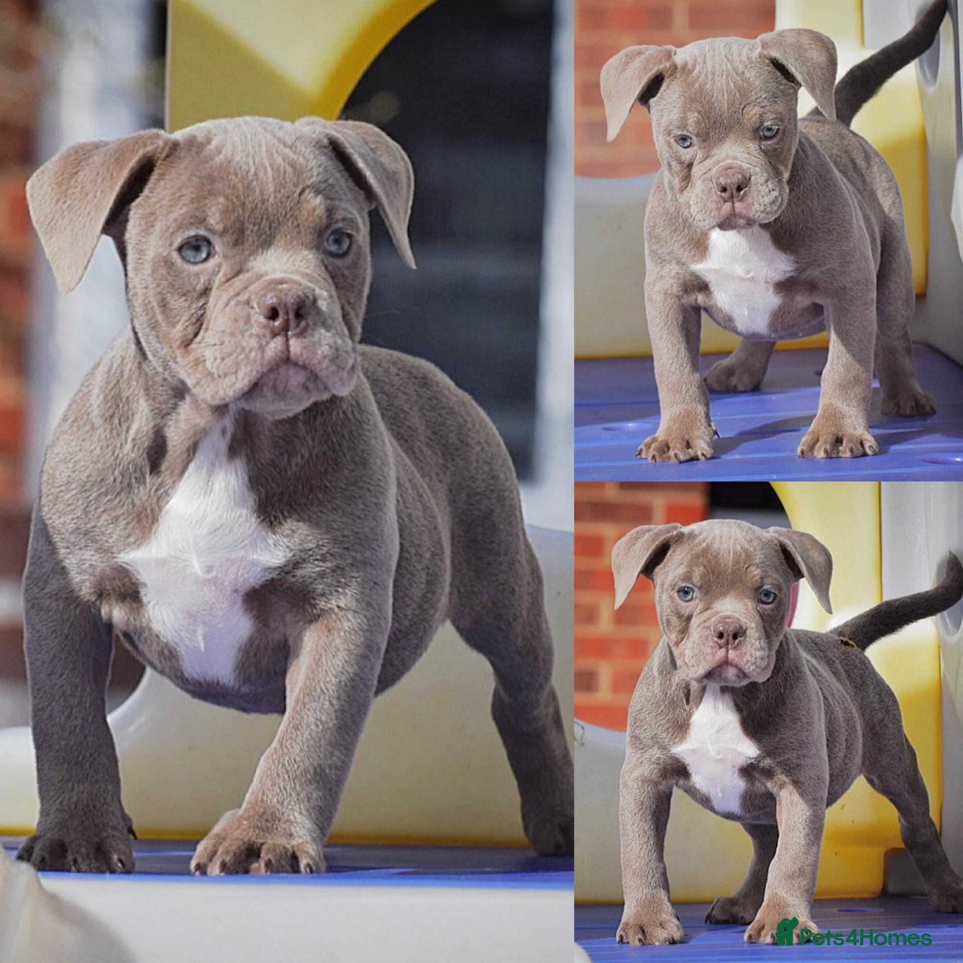 Old Tyme Bulldog dogs Trusted breeder of 24 years  - Advert 2