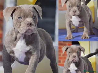 Old Tyme Bulldog dogs Trusted breeder of 24 years - Advert 2