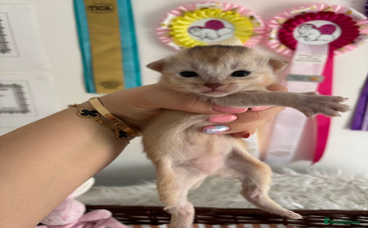 Abyssinian cats - Advert 1