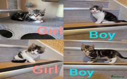 Mixed Breed cats for sale: 4 little kittens looking lovely new home.  - Image 1