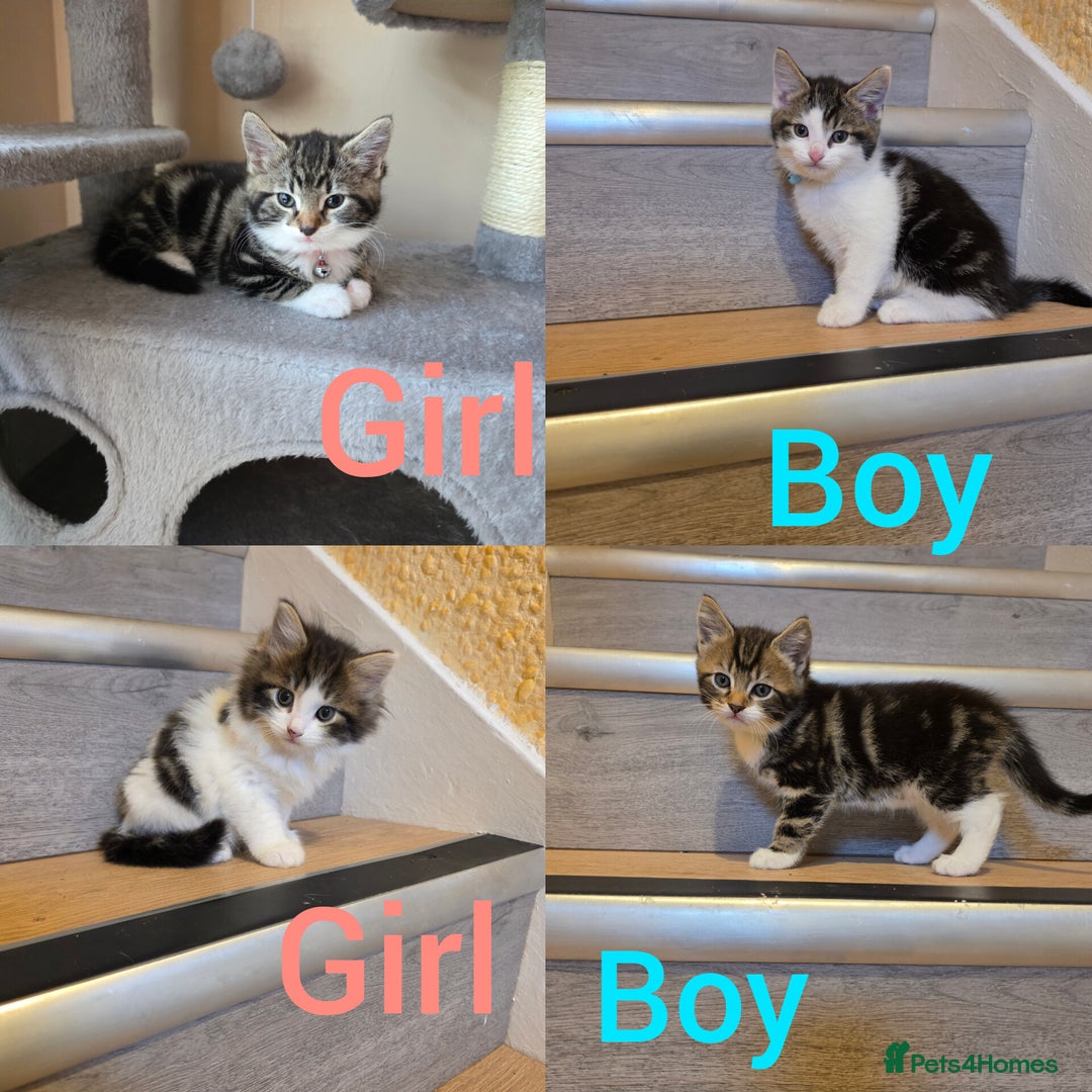 Mixed Breed cats for sale: 4 little kittens looking lovely new home.  - Image 1