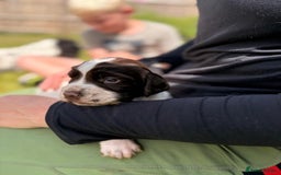 English Springer Spaniel dogs for sale: Springer spaniel puppies for sale  - Image 22