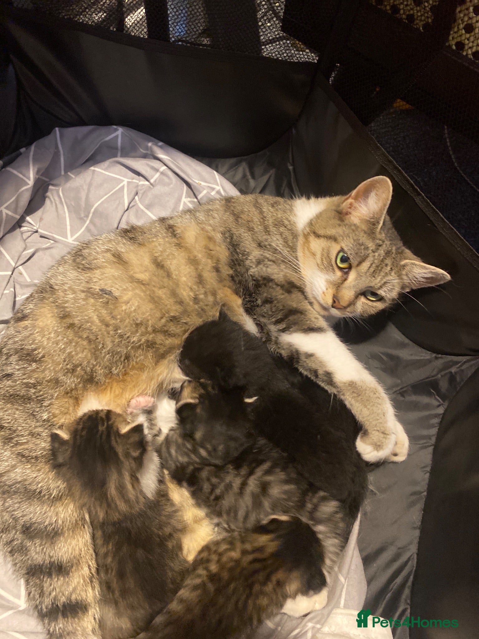 Mixed Breed cats 5 Gorgeous Bengal mixed kittens  - Advert 2