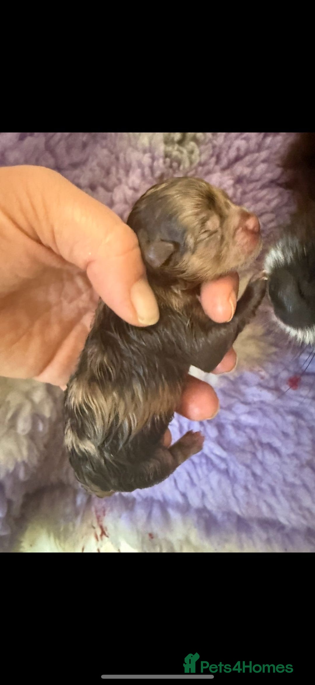 Pomeranian dogs for sale: 🧸🌈 Genuine Teddy Bear Poms Rainbow litter 🌈🧸 - Image 18