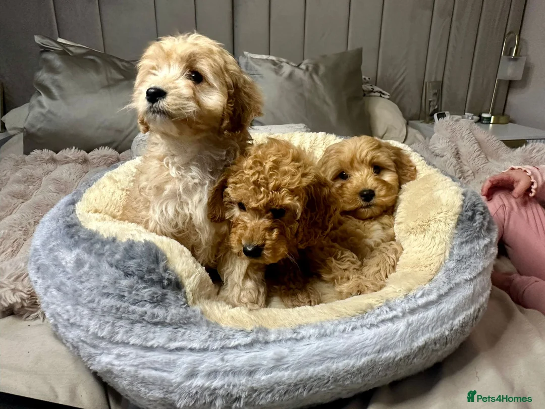 Cavapoo dogs for sale: Cavapoo puppies  - Advert 7
