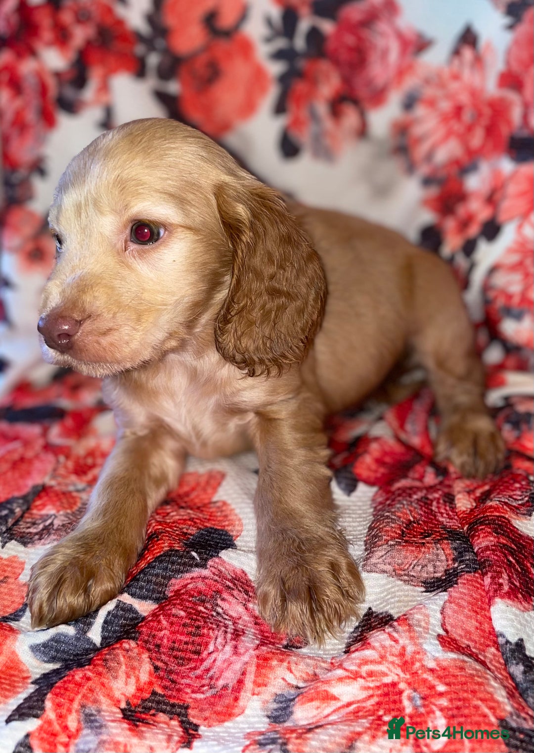 Cocker Spaniel dogs for sale: Beautiful golden puppies ready to leave now! - Advert 9
