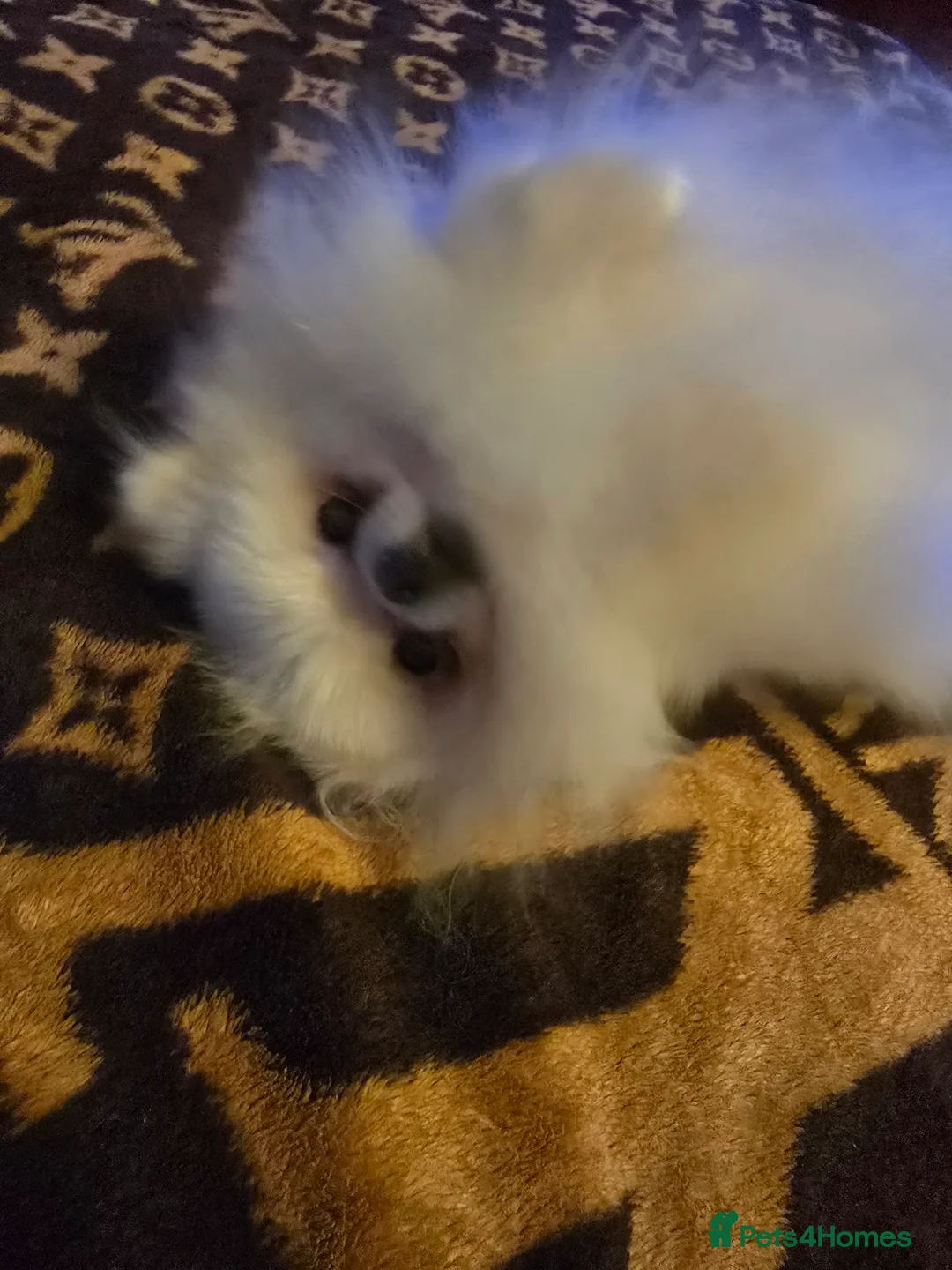 Pomeranian dogs for stud: BEAUTIFUL KC REG.KOREAN POM.BOY OPEN FOR STUD💙 in Bolton - Advert 13