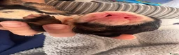 English Bulldog dogs for sale: Registered english bulldog puppies  - Advert 13