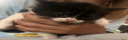 Mixed Breed cats for sale: Ready now last 2 Beautiful kittens - Advert 30
