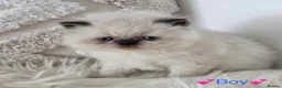 Persian cats for sale: ✨ Stunning Persian Kittens – 1 Girl & 2 Boys ✨ - Advert 4