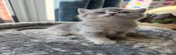 British Shorthair cats for sale: British Shorthair Kittens  - Advert 6