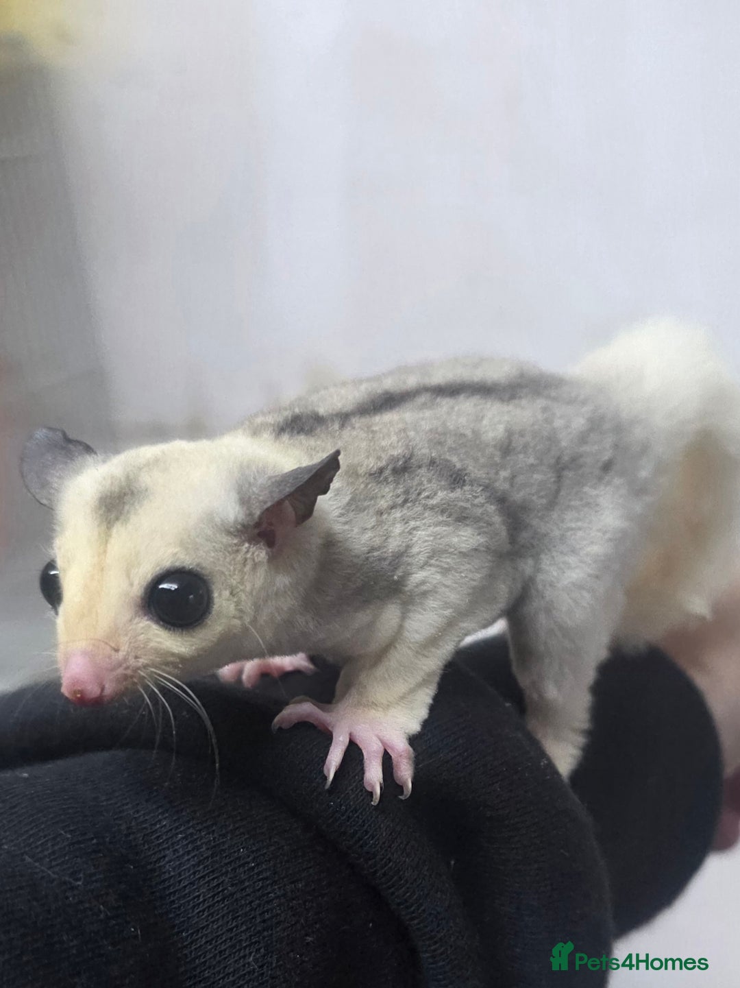 Sugar Glider rodents for sale: Baby Joey Sugar Gliders - Advert 5