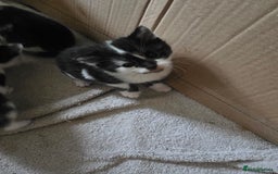 Bengal cats for sale: Two part Bengal boys  - Advert 2