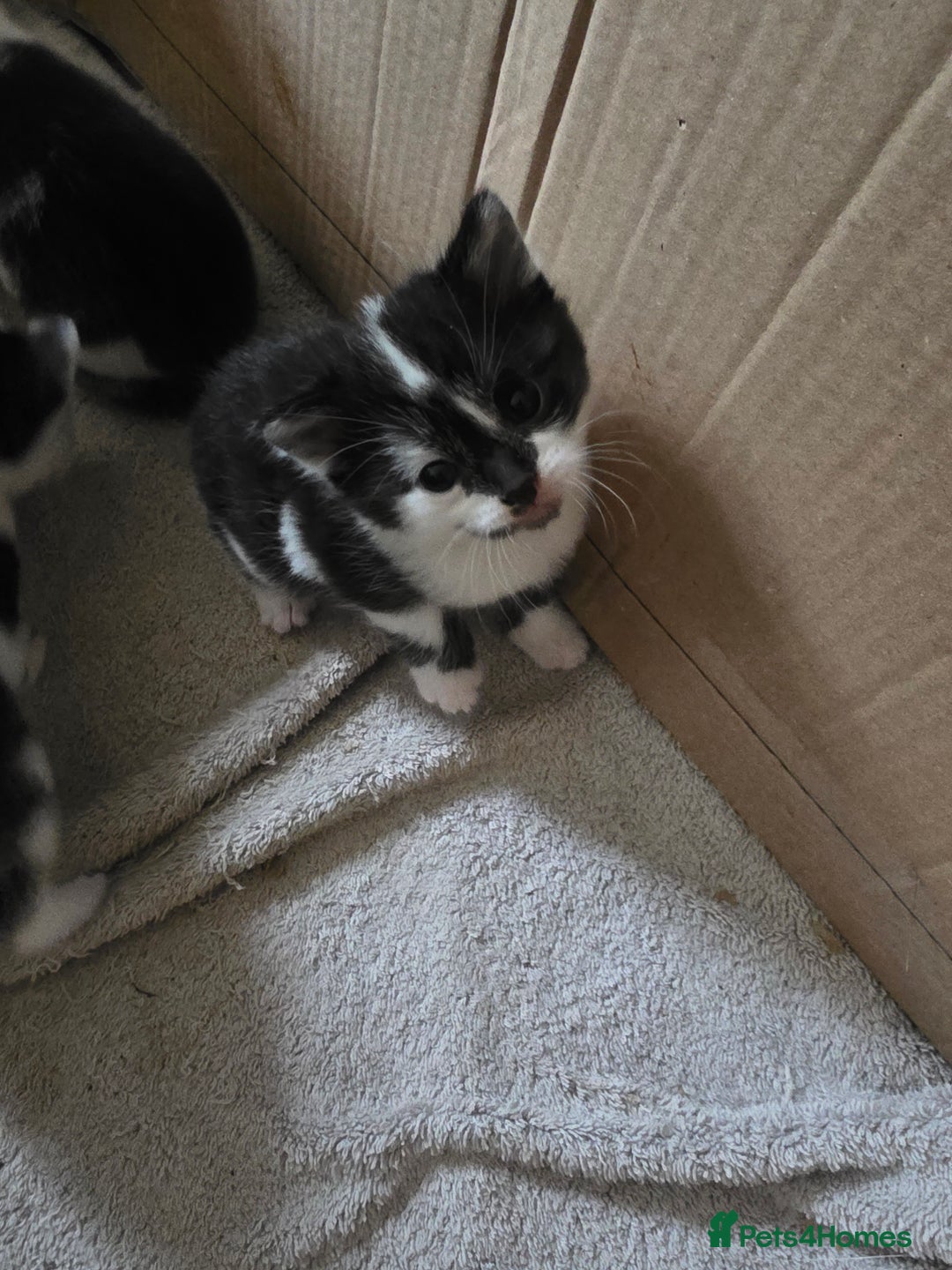 Bengal cats for sale: Two part Bengal boys  - Advert 2