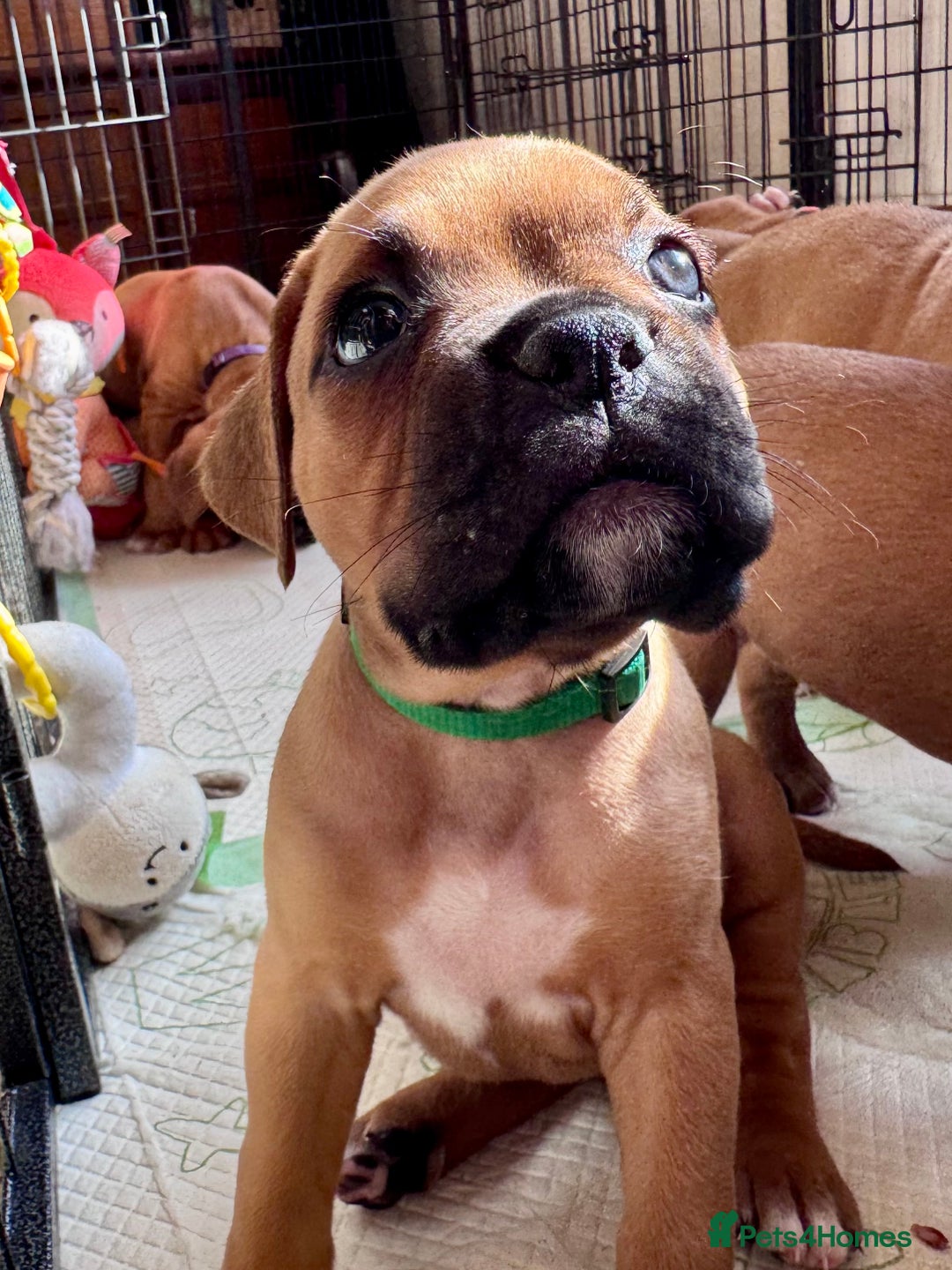 Boxer dogs for sale: 1 Female Boxer X Puppies-Ready Now - Image 27