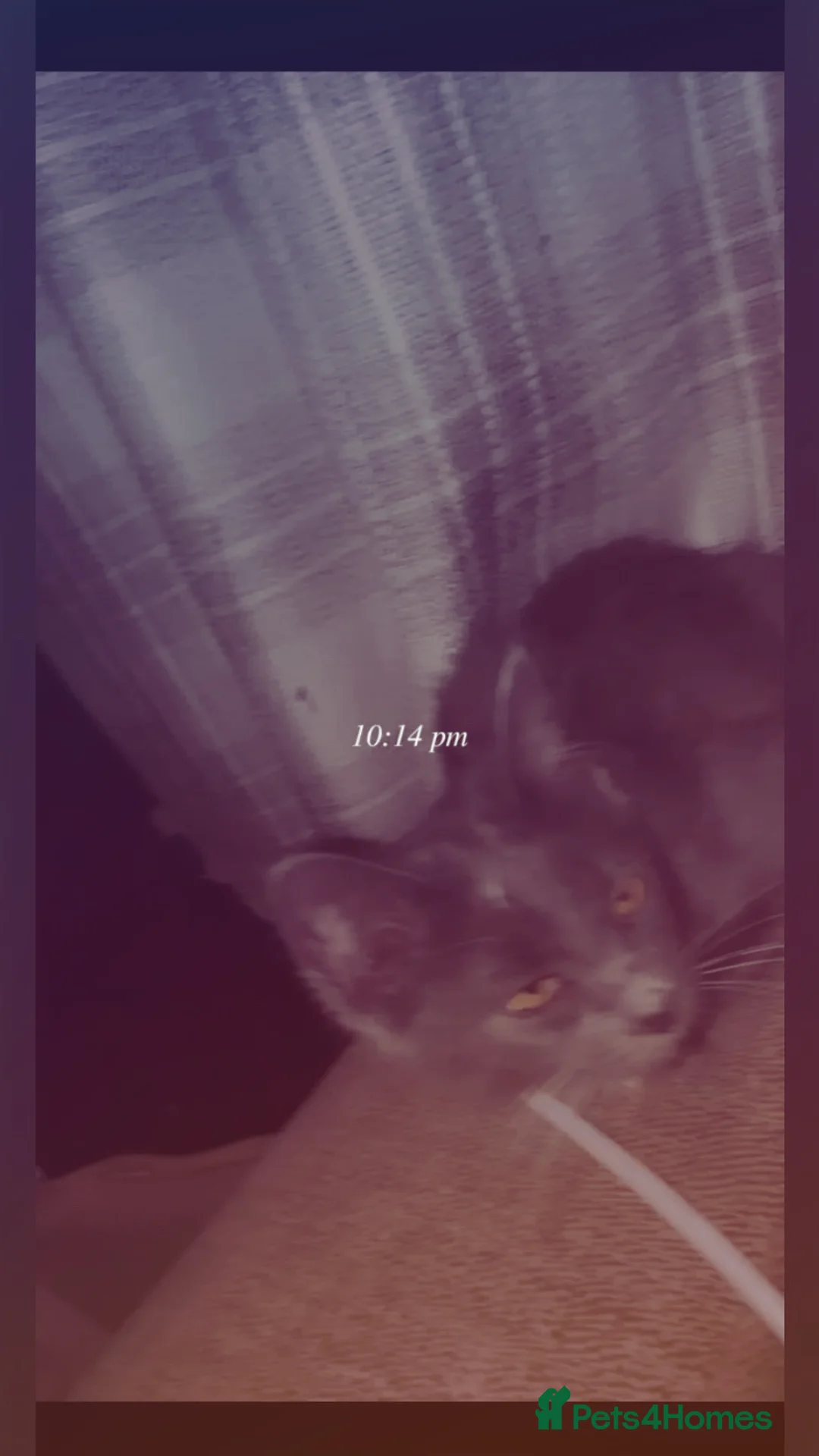 Maine Coon cats for sale: 🥇VERY. Rare pretty kitten for sale🎀. - Advert 2