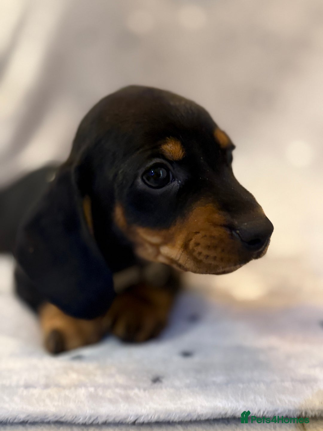 Miniature Dachshund dogs for sale: 5 gorgeous dachshund pups - Advert 4