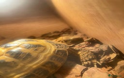 Tortoise reptiles for sale: Russian tortoise  - Image 2