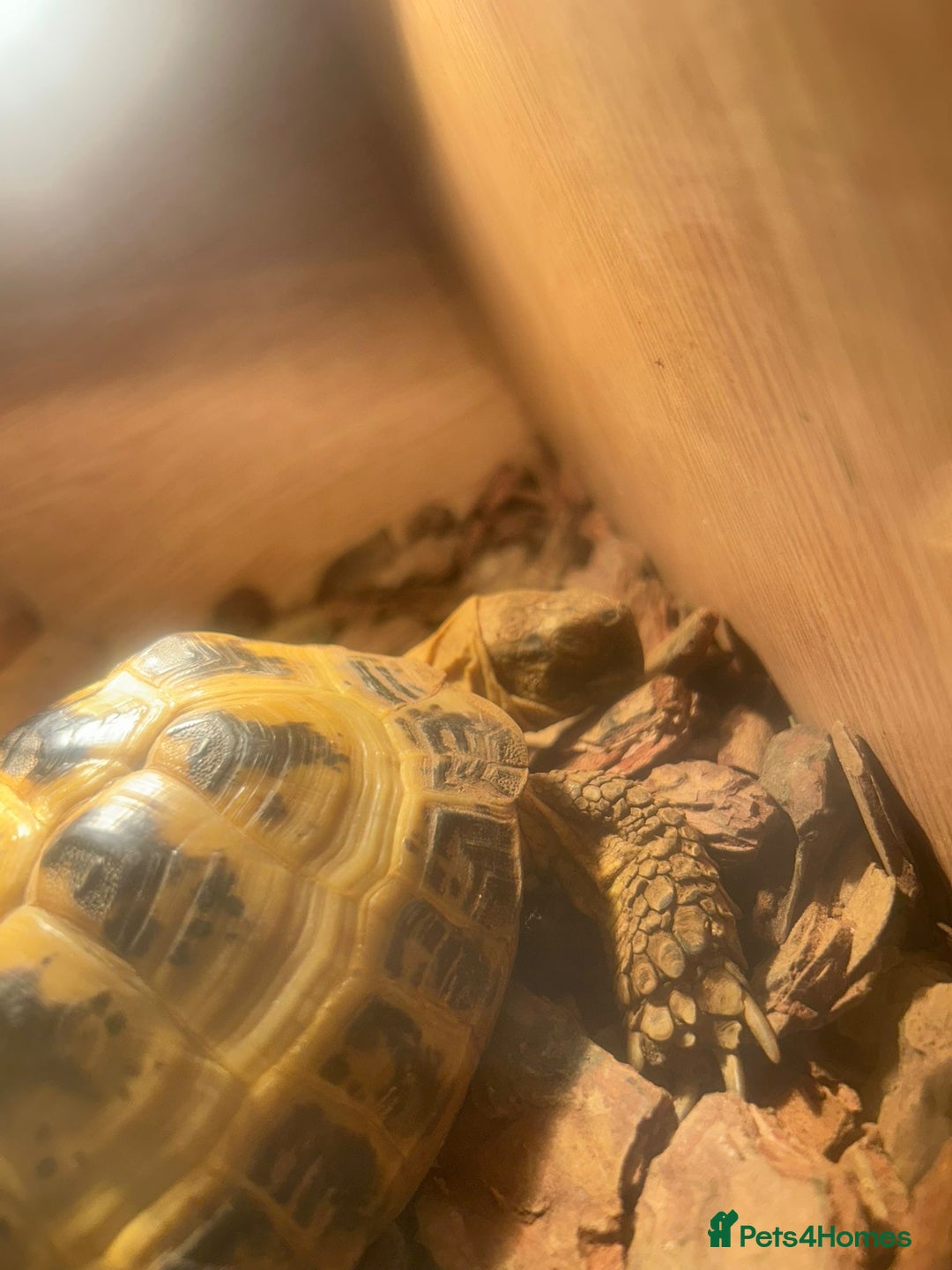 Tortoise reptiles for sale: Russian tortoise  - Image 2