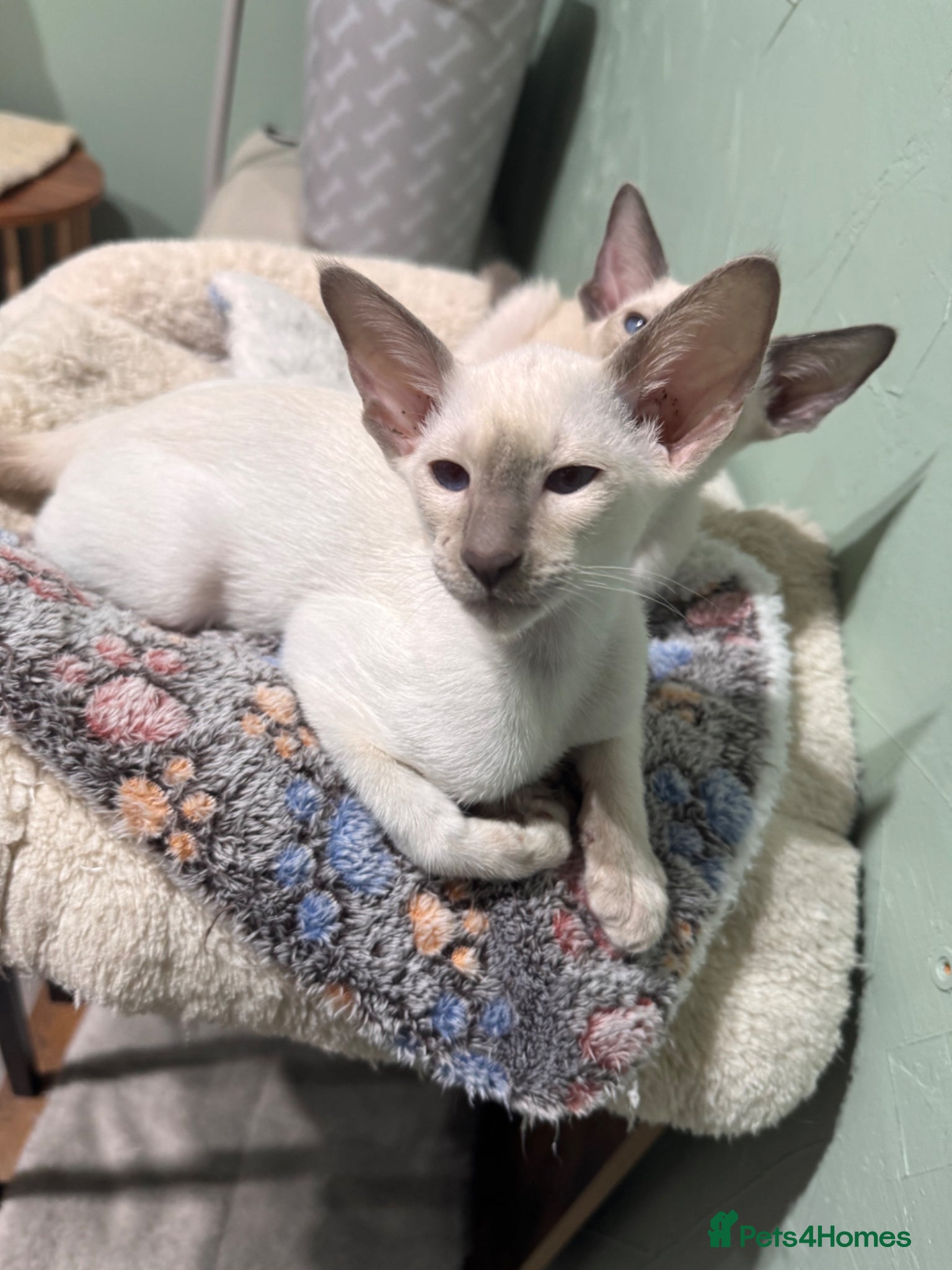 Siamese cats 1 lilac Siamese girl available ready now  - Advert 3