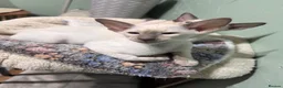 Siamese cats for sale: 1 lilac Siamese girl available ready now  - Advert 1