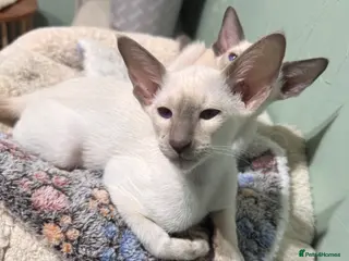 Siamese cats 1 lilac Siamese girl available ready now - Advert 3