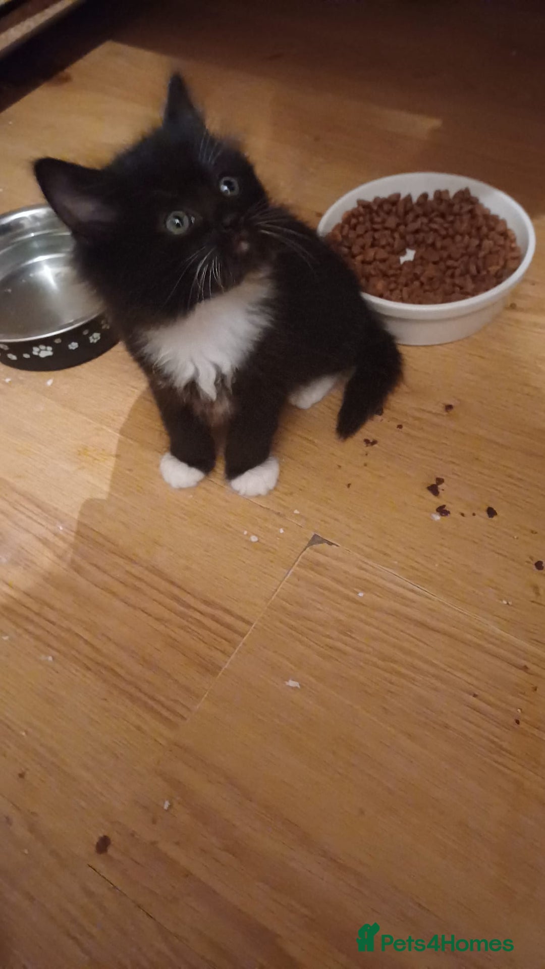 Turkish Angora cats for sale: Kitten 😺  - Image 11