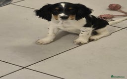 Cocker Spaniel dogs for sale: Working cocker spaniel  - Image 9
