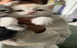 Mixed Breed cats for sale: British longhair cross kittens  - Image 8