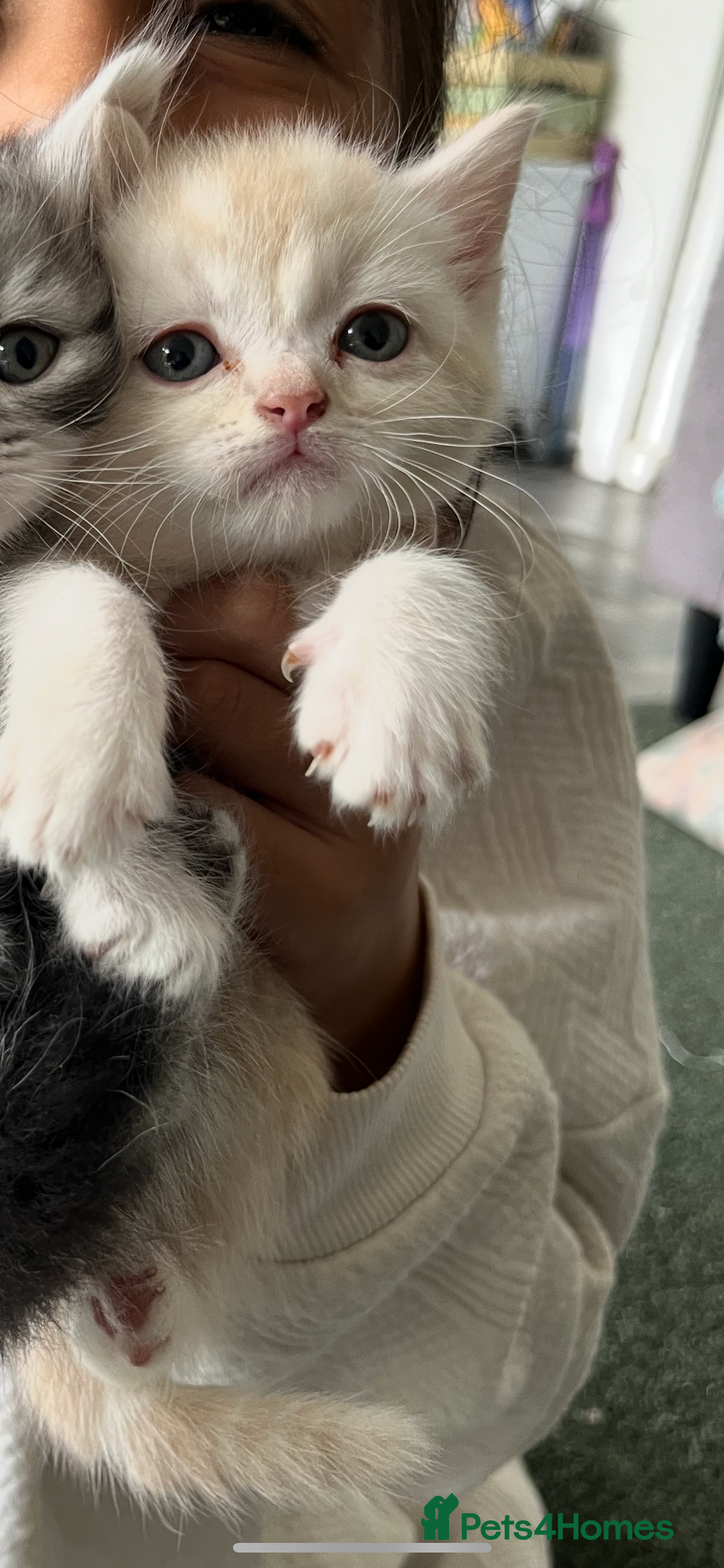 Mixed Breed cats for sale: British longhair cross kittens  - Image 8