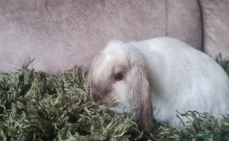 French Lop rabbits in Prescot - Advert 11