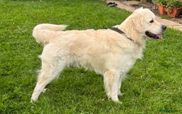 Goldendoodle dogs for sale: 💛F1 Castlecorrie Goldendoodle💛 - Advert 18
