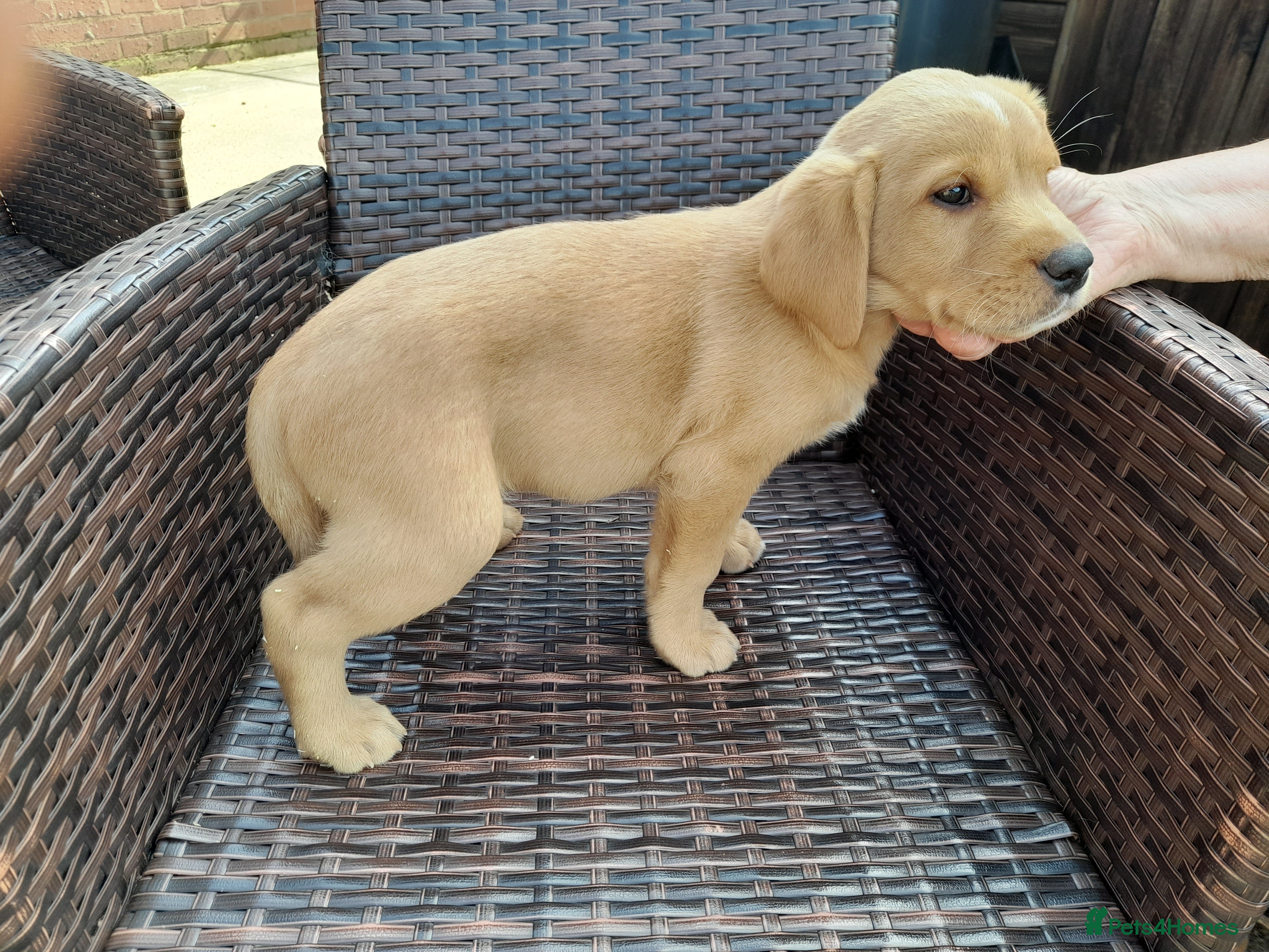 Labrador Retriever dogs for sale: Fox Red Labrador Puppies ready 05.06.26 - Advert 14