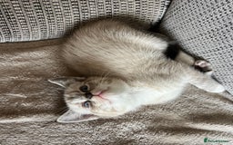 Ragdoll cats for sale: ONE BOY LEFT  Ragdoll cross kittens for sale  - Image 6