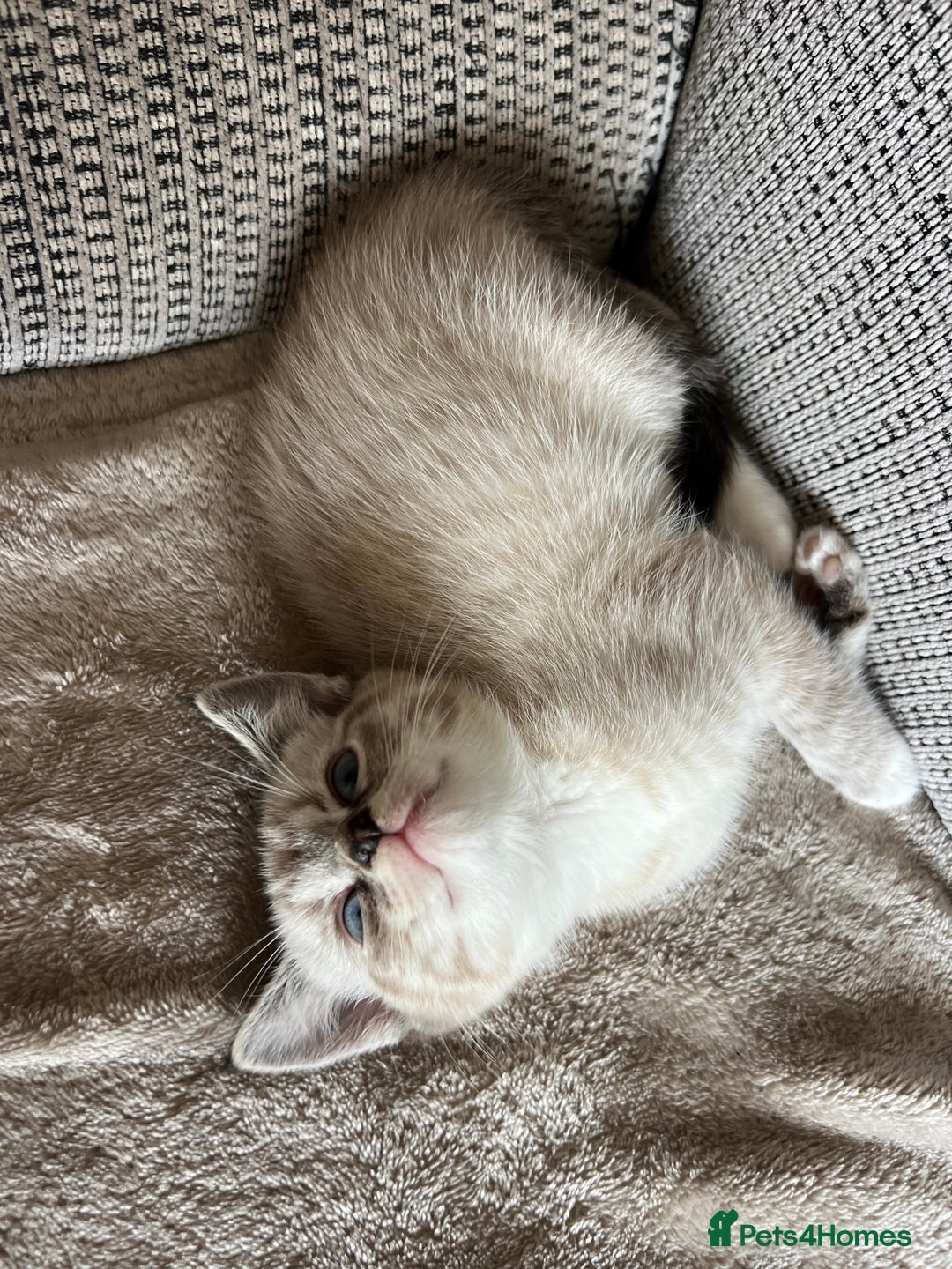 Ragdoll cats for sale: ONE BOY LEFT  Ragdoll cross kittens for sale  - Image 6