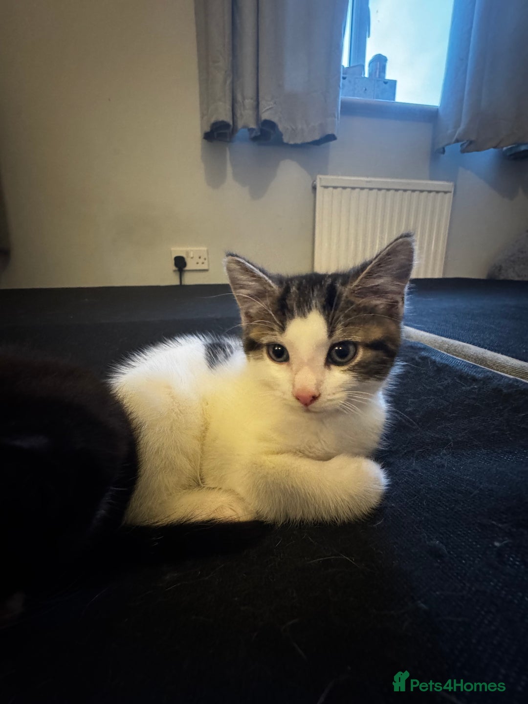 Domestic Shorthair cats for sale: 2 beautiful boy kittens  - Image 34