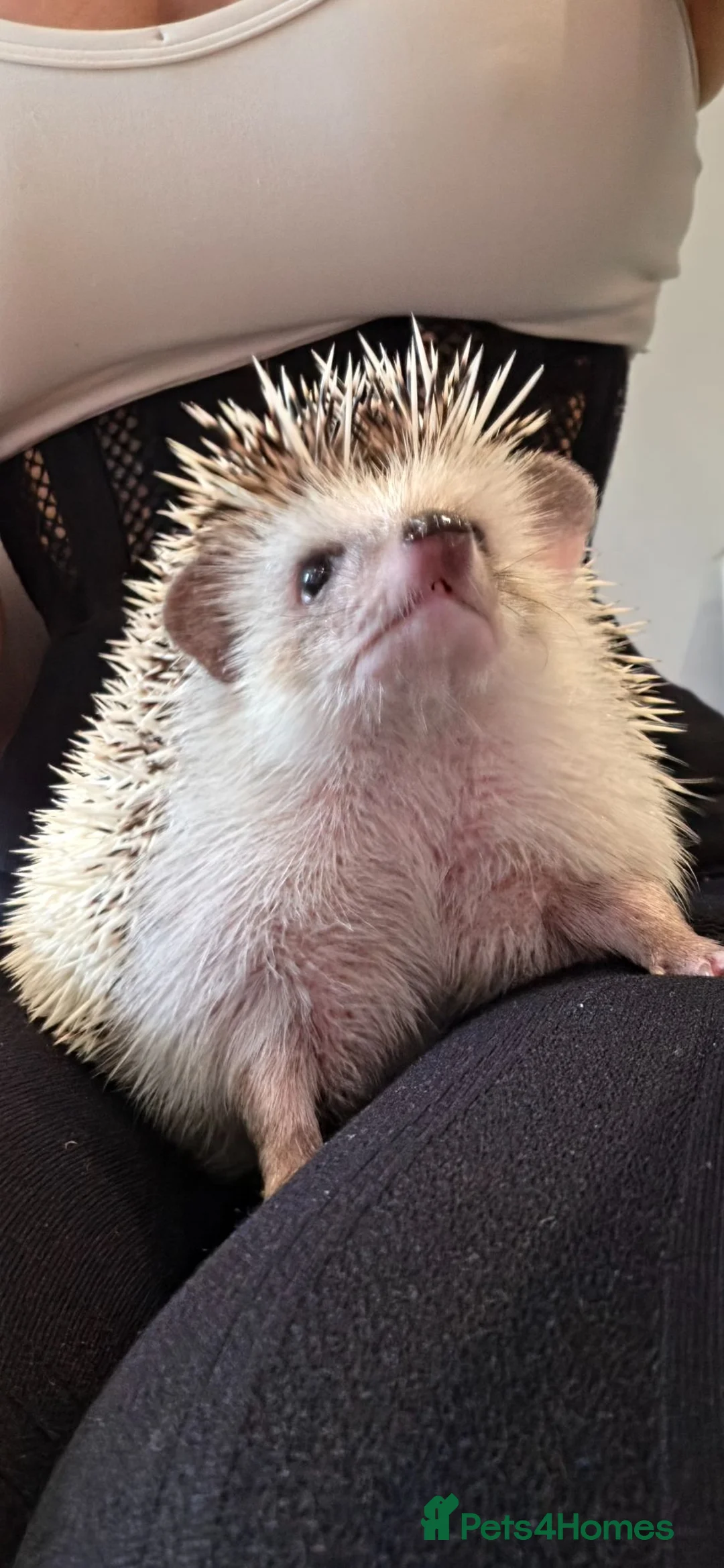 Pygmy Hedgehog rodents for sale: Sweetest little girl Hedgehog - Advert 2