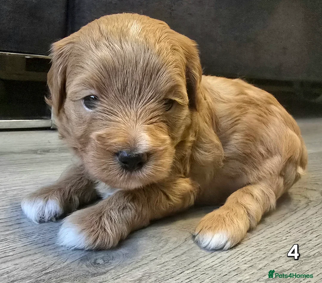 Maltipoo dogs for sale: Loving F2 Maltipoo Puppies Raised at Home 🐾 - Advert 11