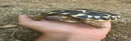 Hermann Tortoise reptiles for sale: Herman Tortoise looking for a new loving home in Southampton - Advert 4