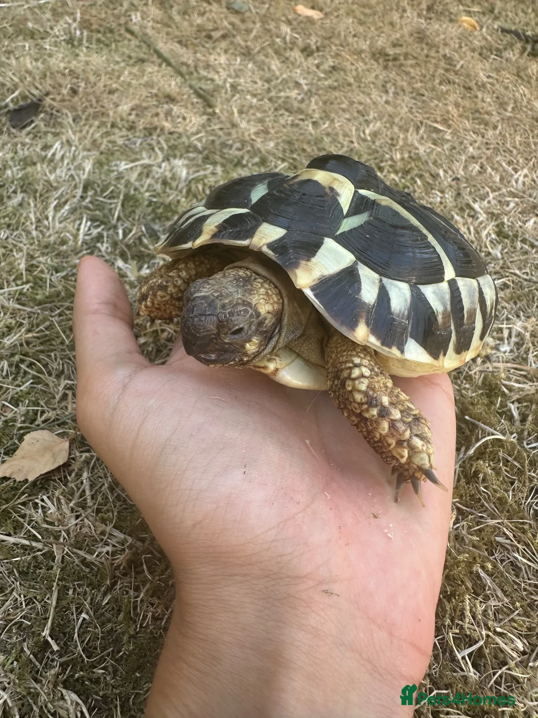 Hermann Tortoise reptiles for sale: Herman Tortoise looking for a new loving home - Advert 2